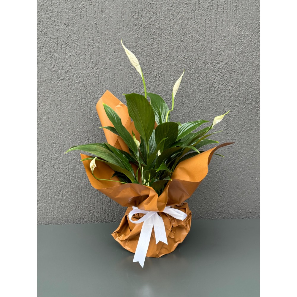 SAKSIDA BEYAZ SPATİFİLYUM